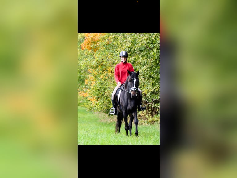 Deutsches Sportpferd Stute 10 Jahre Rappe in Halsbr&#xFC;cke