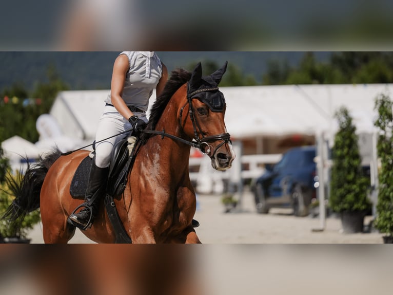 Deutsches Sportpferd Stute 11 Jahre 158 cm Brauner in Koblenz