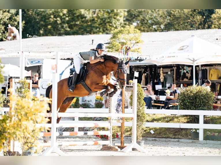 Deutsches Sportpferd Stute 11 Jahre 158 cm Brauner in Koblenz