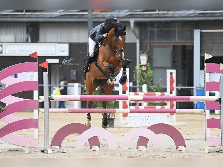 Deutsches Sportpferd Stute 11 Jahre 158 cm Brauner in Koblenz