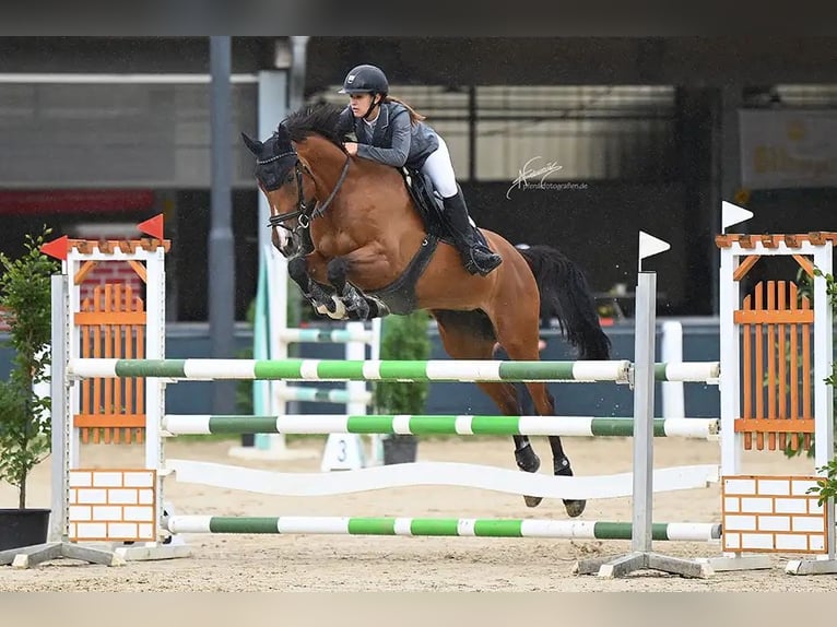 Deutsches Sportpferd Stute 11 Jahre 158 cm Brauner in Koblenz