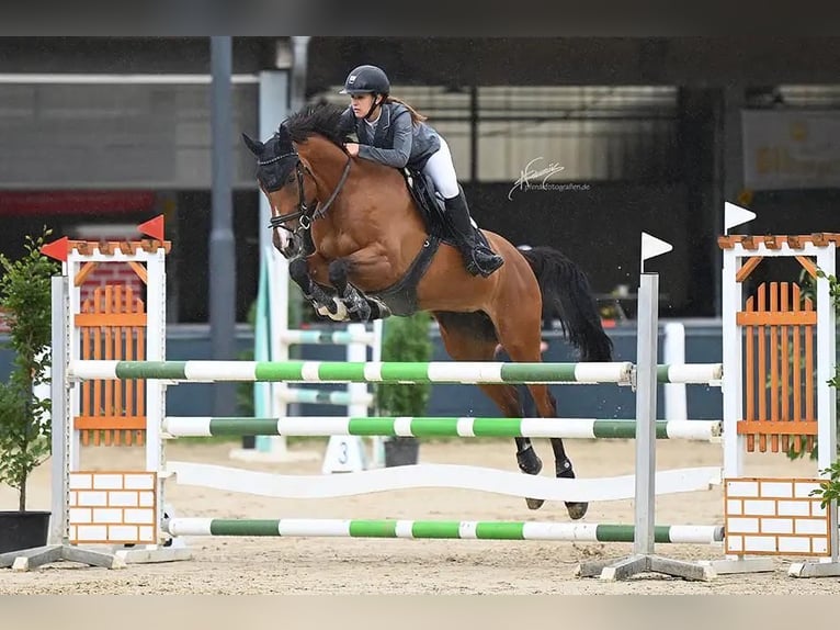 Deutsches Sportpferd Stute 11 Jahre 160 cm Brauner in Koblenz