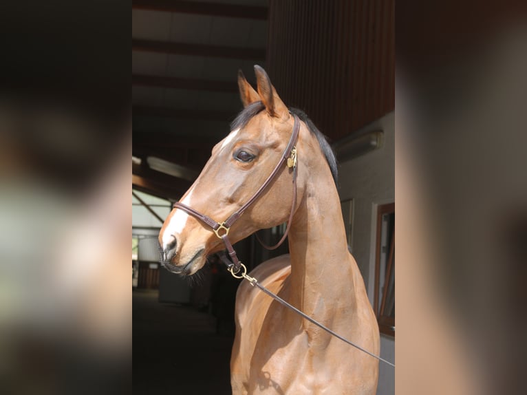 Deutsches Sportpferd Stute 11 Jahre 160 cm Hellbrauner in Erharting