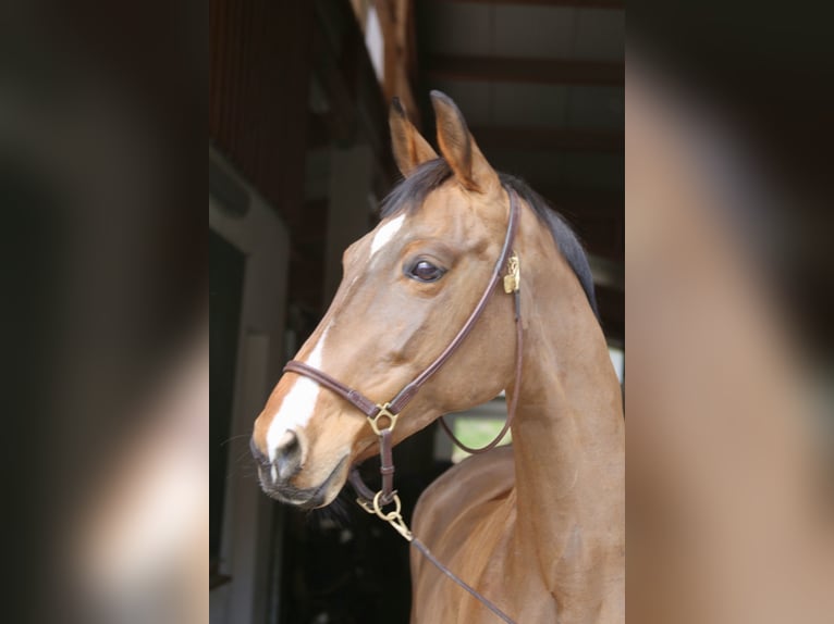 Deutsches Sportpferd Stute 11 Jahre 160 cm Hellbrauner in Erharting