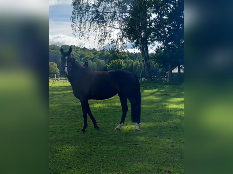 Deutsches Sportpferd Stute 11 Jahre 162 cm Rappe in Rehlingen