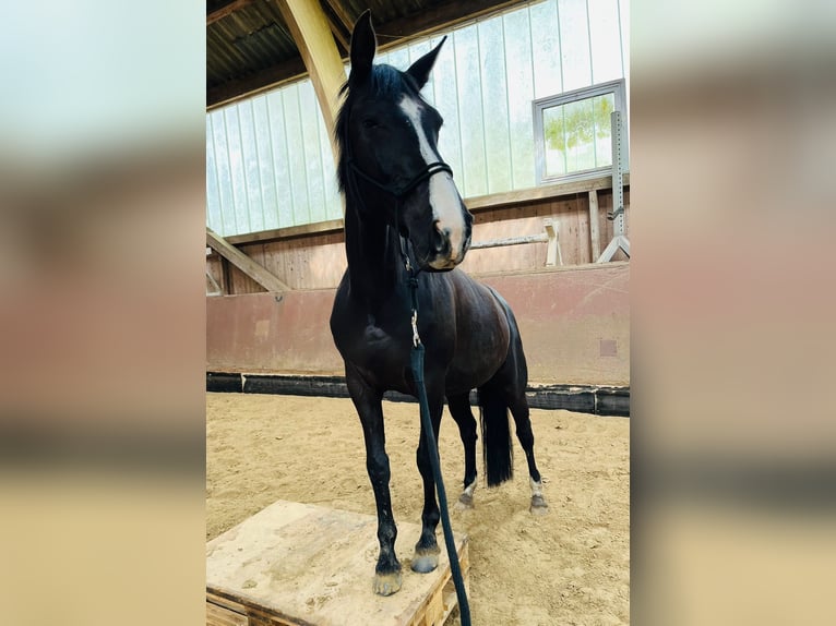 Deutsches Sportpferd Stute 11 Jahre 162 cm Rappe in Rehlingen