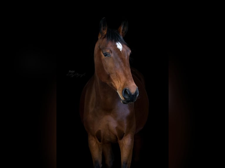 Deutsches Sportpferd Stute 11 Jahre 163 cm Brauner in Büdingen