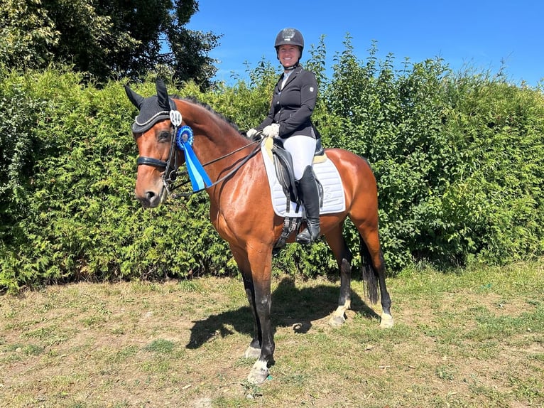 Deutsches Sportpferd Stute 11 Jahre 163 cm Brauner in Büdingen