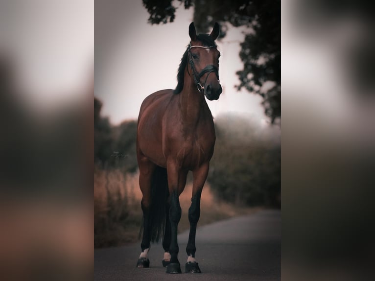 Deutsches Sportpferd Stute 11 Jahre 163 cm Brauner in Büdingen