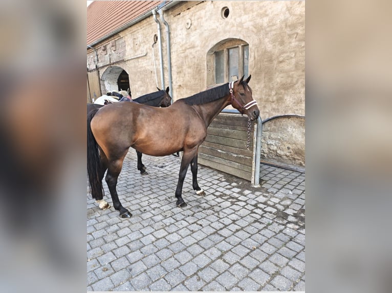 Deutsches Sportpferd Stute 11 Jahre 163 cm Brauner in Blankenheim OT Klosterrode