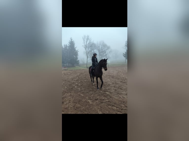 Deutsches Sportpferd Stute 11 Jahre 163 cm Brauner in Blankenheim OT Klosterrode