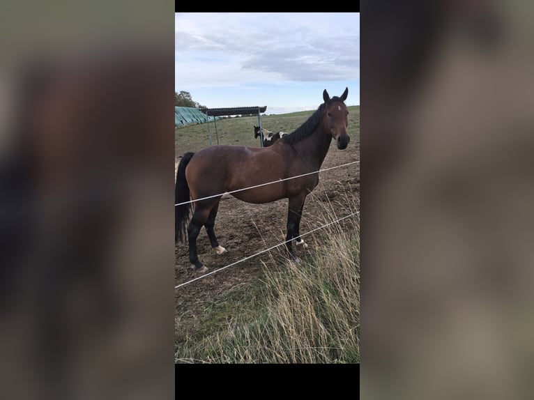 Deutsches Sportpferd Stute 11 Jahre 163 cm Brauner in Blankenheim OT Klosterrode