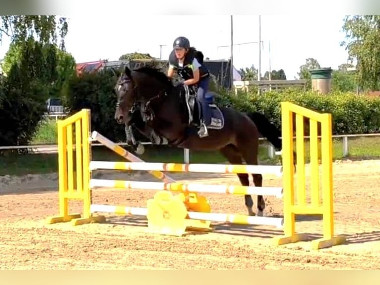 Deutsches Sportpferd Stute 11 Jahre 163 cm Schwarzbrauner in Oberursel