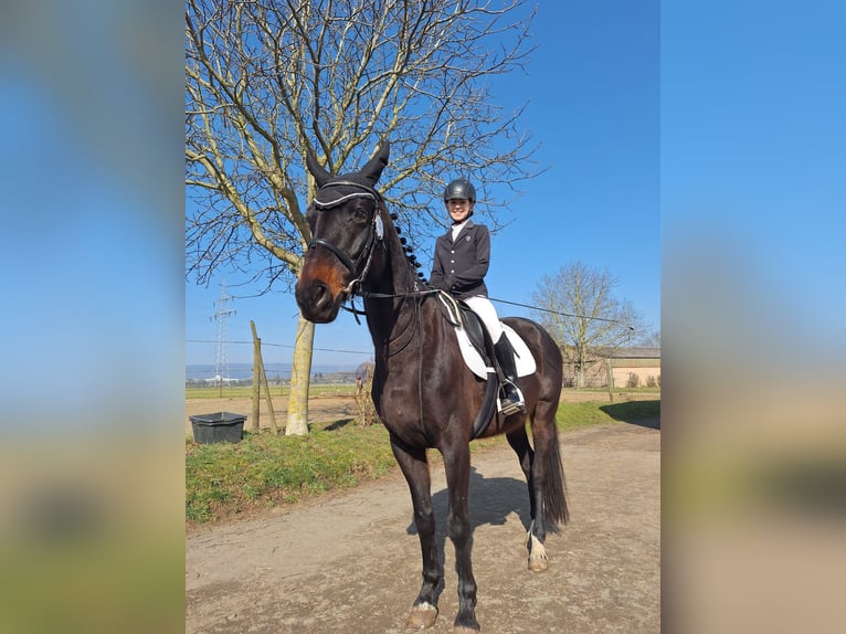 Deutsches Sportpferd Stute 11 Jahre 163 cm Schwarzbrauner in Oberursel