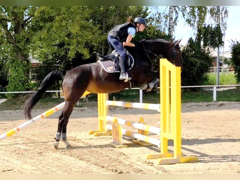 Deutsches Sportpferd Stute 11 Jahre 163 cm Schwarzbrauner in Oberursel