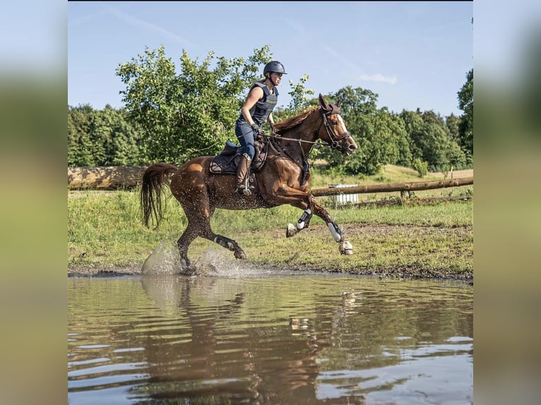 Deutsches Sportpferd Stute 11 Jahre 164 cm Fuchs in Didderse