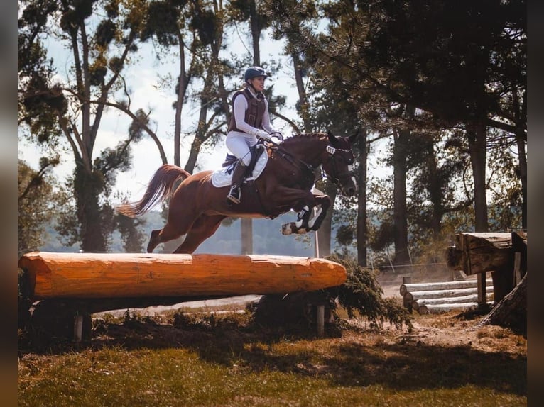 Deutsches Sportpferd Stute 11 Jahre 164 cm Fuchs in Didderse