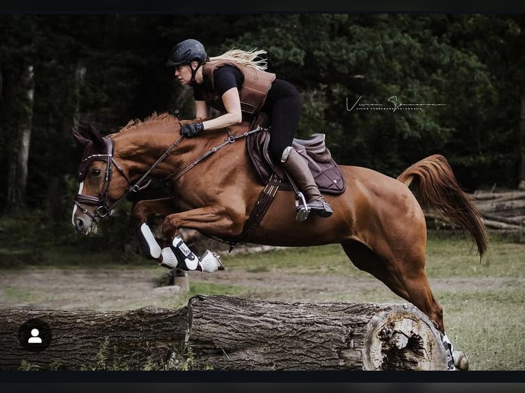 Deutsches Sportpferd Stute 11 Jahre 164 cm Fuchs in Didderse