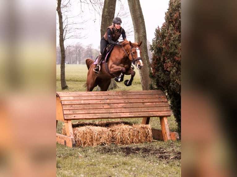 Deutsches Sportpferd Stute 11 Jahre 164 cm Fuchs in Didderse