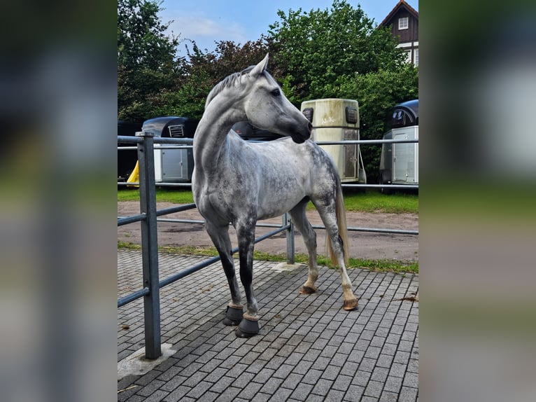 Deutsches Sportpferd Stute 11 Jahre 165 cm Apfelschimmel in Finnentrop