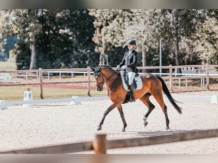 Deutsches Sportpferd Stute 11 Jahre 165 cm Brauner in G&#xF6;ppingen
