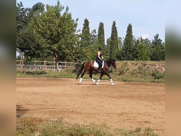 Deutsches Sportpferd Stute 11 Jahre 165 cm in Nennhausen