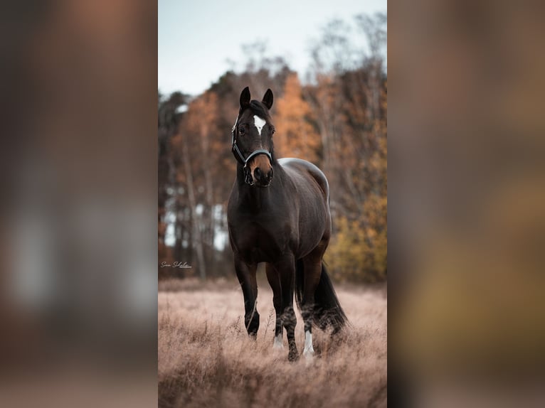 Deutsches Sportpferd Stute 11 Jahre 165 cm in Nennhausen