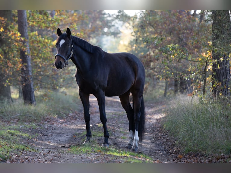 Deutsches Sportpferd Stute 11 Jahre 165 cm in Nennhausen