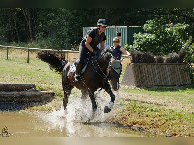 Deutsches Sportpferd Stute 11 Jahre 165 cm Dunkelbrauner in Dischingen