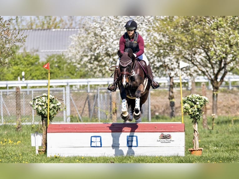 Deutsches Sportpferd Stute 11 Jahre 165 cm Dunkelbrauner in Dischingen