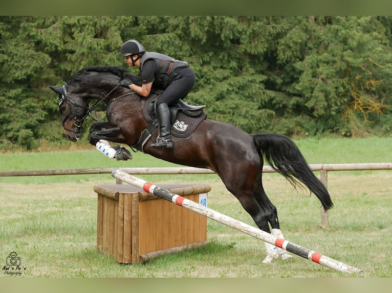 Deutsches Sportpferd Stute 11 Jahre 165 cm Dunkelbrauner in Dischingen