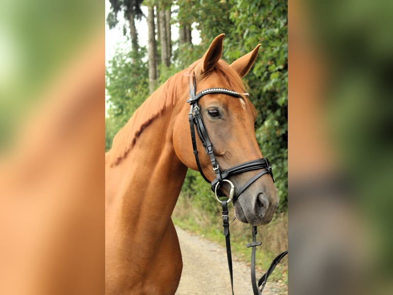 Deutsches Sportpferd Stute 11 Jahre 165 cm Fuchs in Amtzell