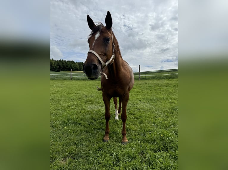 Deutsches Sportpferd Stute 11 Jahre 165 cm Fuchs in Fraunberg