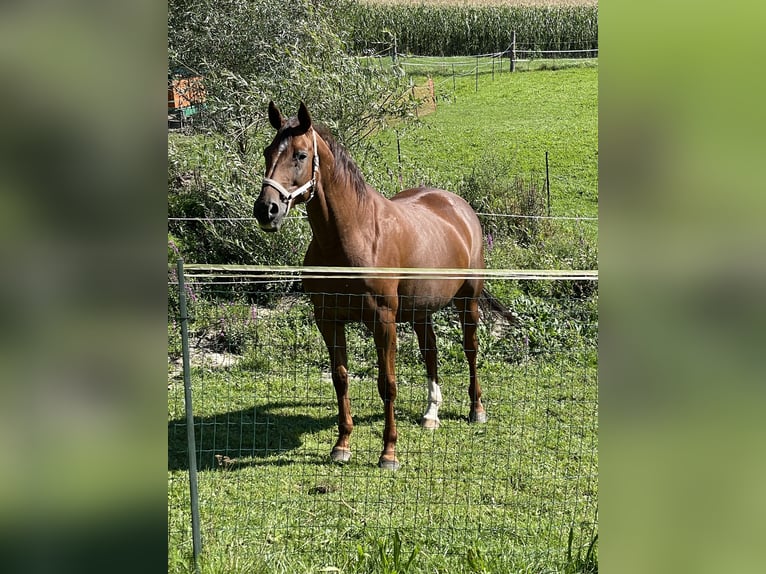 Deutsches Sportpferd Stute 11 Jahre 165 cm Fuchs in Fraunberg