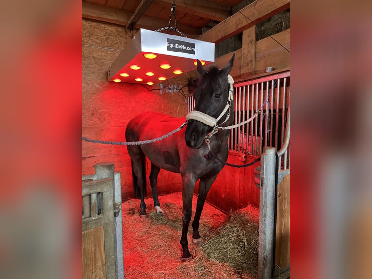 Deutsches Sportpferd Stute 11 Jahre 165 cm Rappe in NusplingenNusplingen