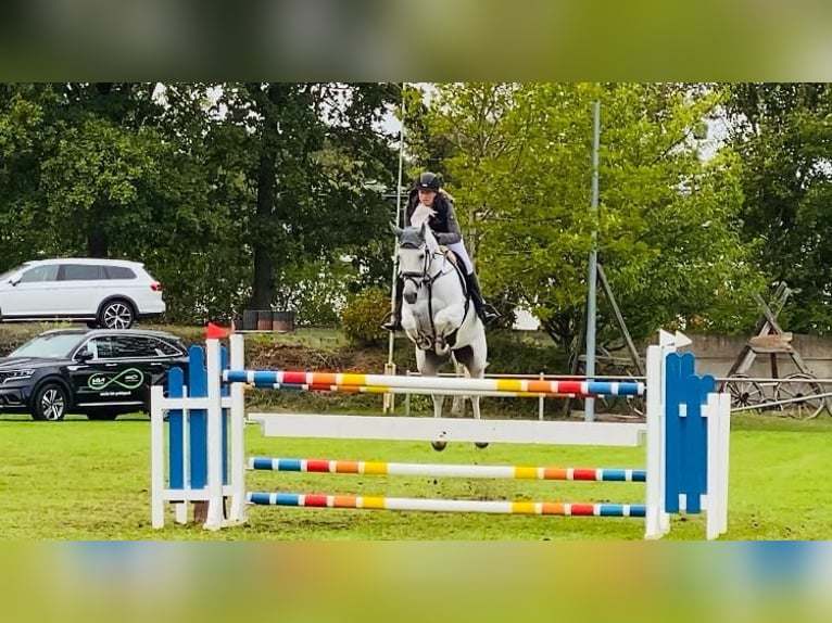 Deutsches Sportpferd Stute 11 Jahre 166 cm Schimmel in Gadow