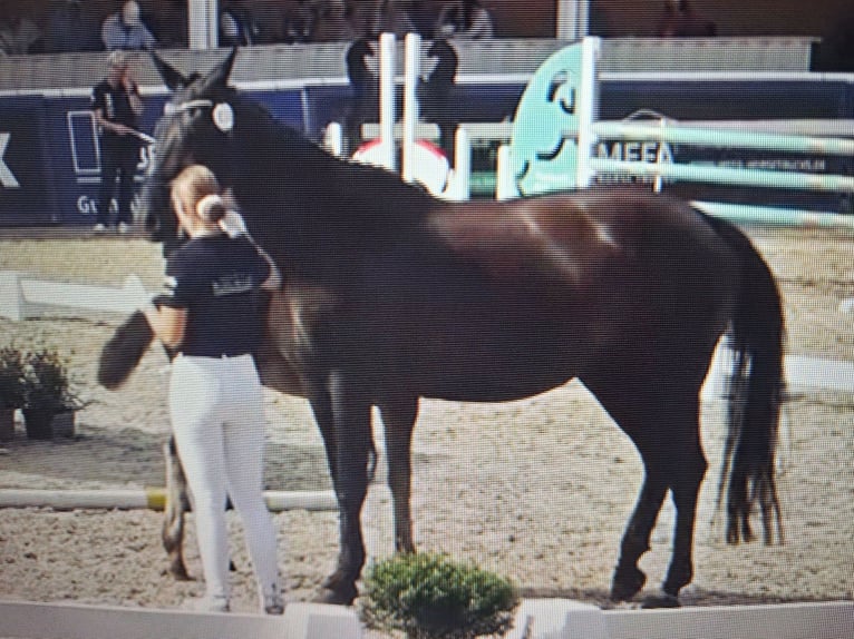 Deutsches Sportpferd Stute 11 Jahre 166 cm Schwarzbrauner in Frankenhardt