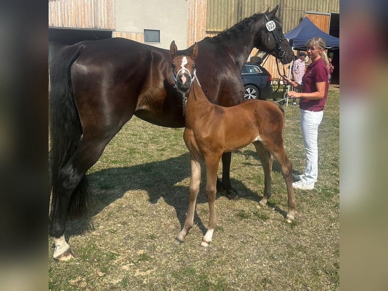 Deutsches Sportpferd Stute 11 Jahre 167 cm Dunkelbrauner in Lohsa