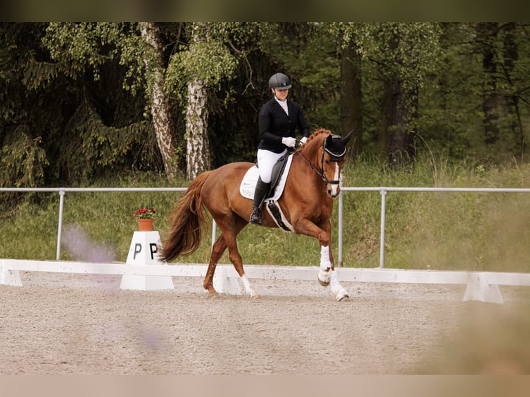 Deutsches Sportpferd Stute 11 Jahre 167 cm Fuchs in Kodersdorf