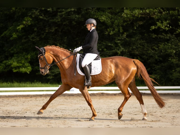 Deutsches Sportpferd Stute 11 Jahre 167 cm Fuchs in Kodersdorf
