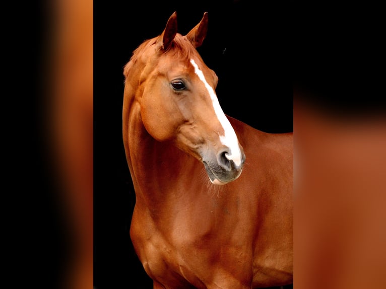 Deutsches Sportpferd Stute 11 Jahre 167 cm Fuchs in Kodersdorf