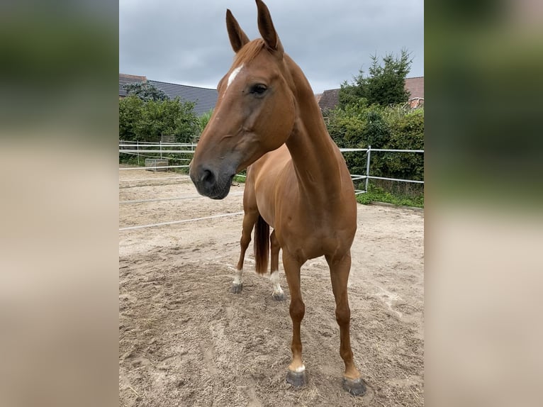 Deutsches Sportpferd Stute 11 Jahre 167 cm Fuchs in Stutensee