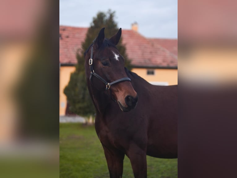 Deutsches Sportpferd Stute 11 Jahre 168 cm Brauner in Kunbaracs