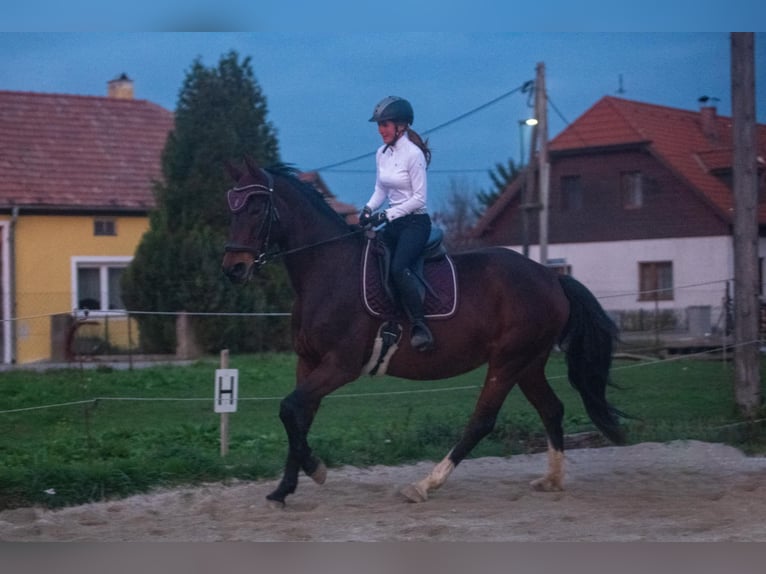 Deutsches Sportpferd Stute 11 Jahre 168 cm Brauner in Kunbaracs