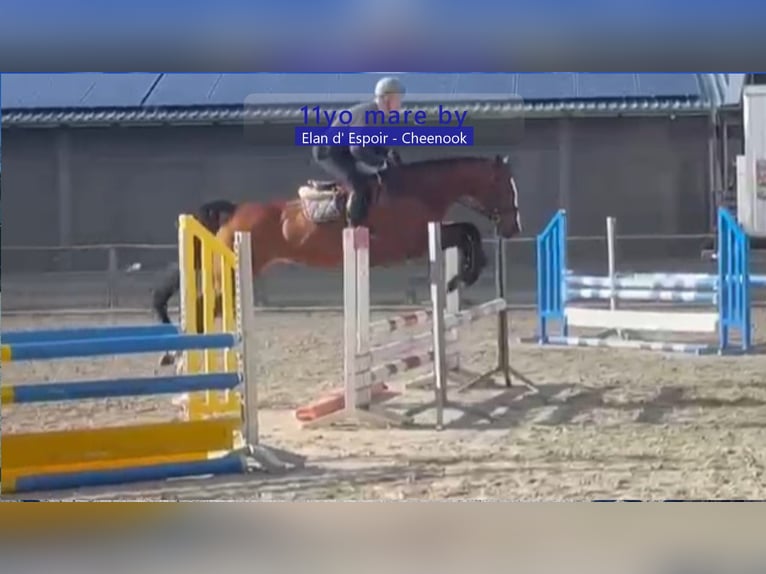 Deutsches Sportpferd Stute 11 Jahre 168 cm Brauner in Gadow