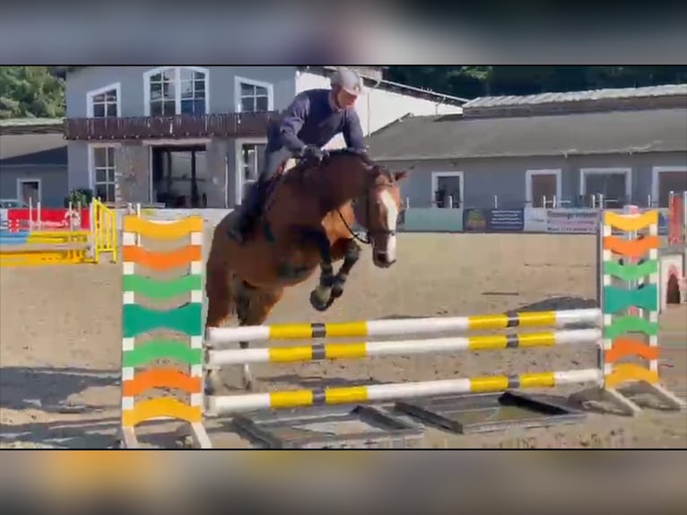 Deutsches Sportpferd Stute 11 Jahre 168 cm Brauner in Gadow