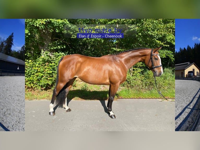Deutsches Sportpferd Stute 11 Jahre 168 cm Brauner in Gadow