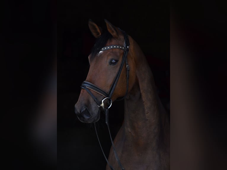 Deutsches Sportpferd Stute 11 Jahre 168 cm Dunkelbrauner in Tauberrettersheim