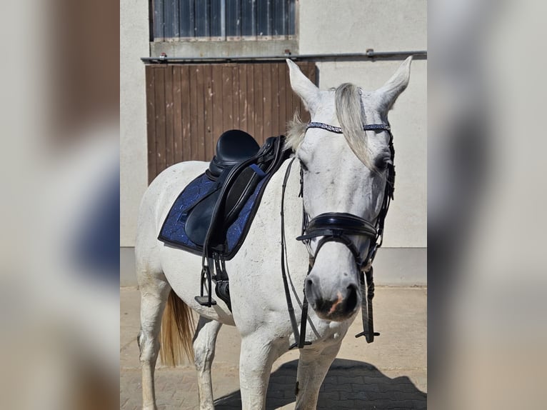 Deutsches Sportpferd Stute 11 Jahre 168 cm Schimmel in Dahme/Mark