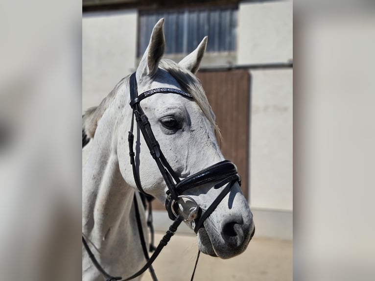 Deutsches Sportpferd Stute 11 Jahre 168 cm Schimmel in Dahme/Mark